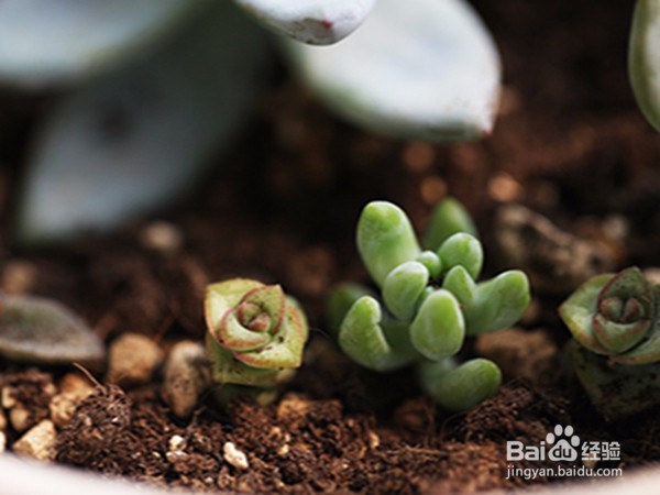 多肉植物徒长怎么办