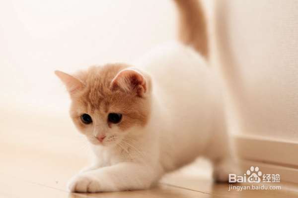 新手养猫注意事项。