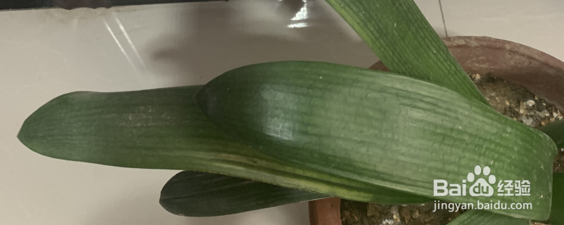 君子兰受冻了怎么补救