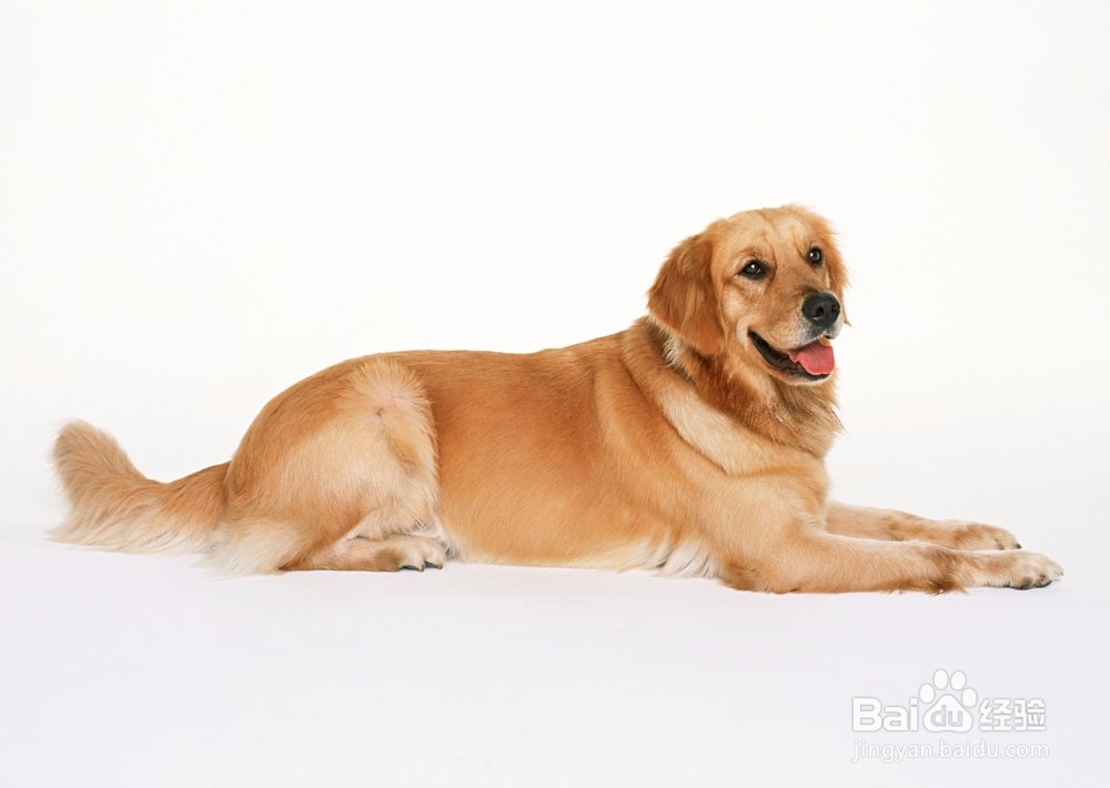 怎么样才能走出丢失狗狗的痛苦