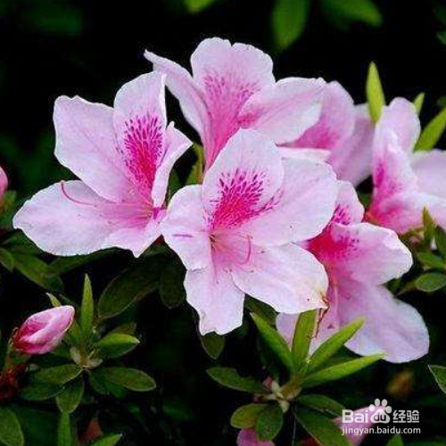 杜鹃花叶子发黄怎么治