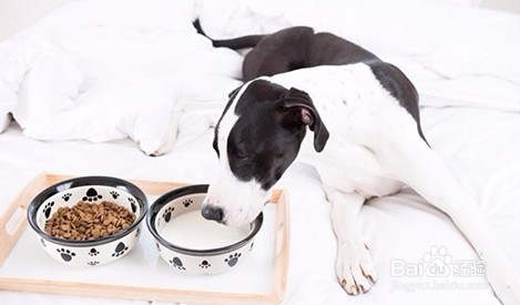 狗狗可以喝牛奶吗