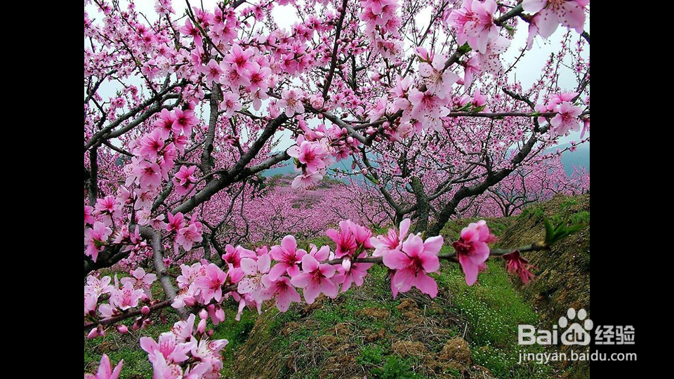 《手把手教你用ppt制作课件》第22讲放映幻灯片