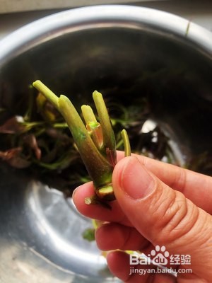 食补佳品香椿煎蛋的做法