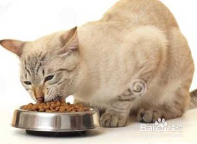 最全的新手养猫攻略