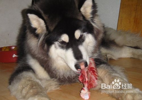 阿拉斯加雪橇犬不可以随便吃的食物