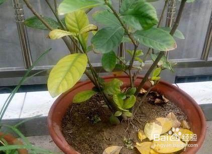 也不知道老妈往花盆里加了点啥,叶子10年绿油油还不黄叶,奇怪