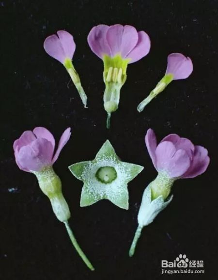迎春花年年见，但你知道“报春花”吗