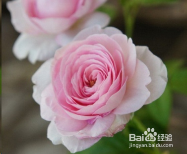 蓝妖：不可错过的经典灌木月季品种介绍