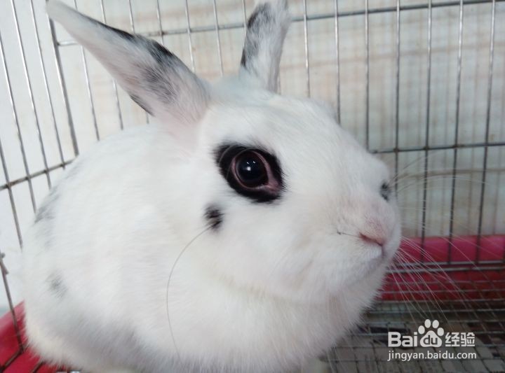 如何养好兔子?