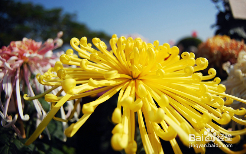 哪些花可以做来吃？