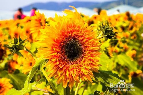 向日葵开花后怎么处理