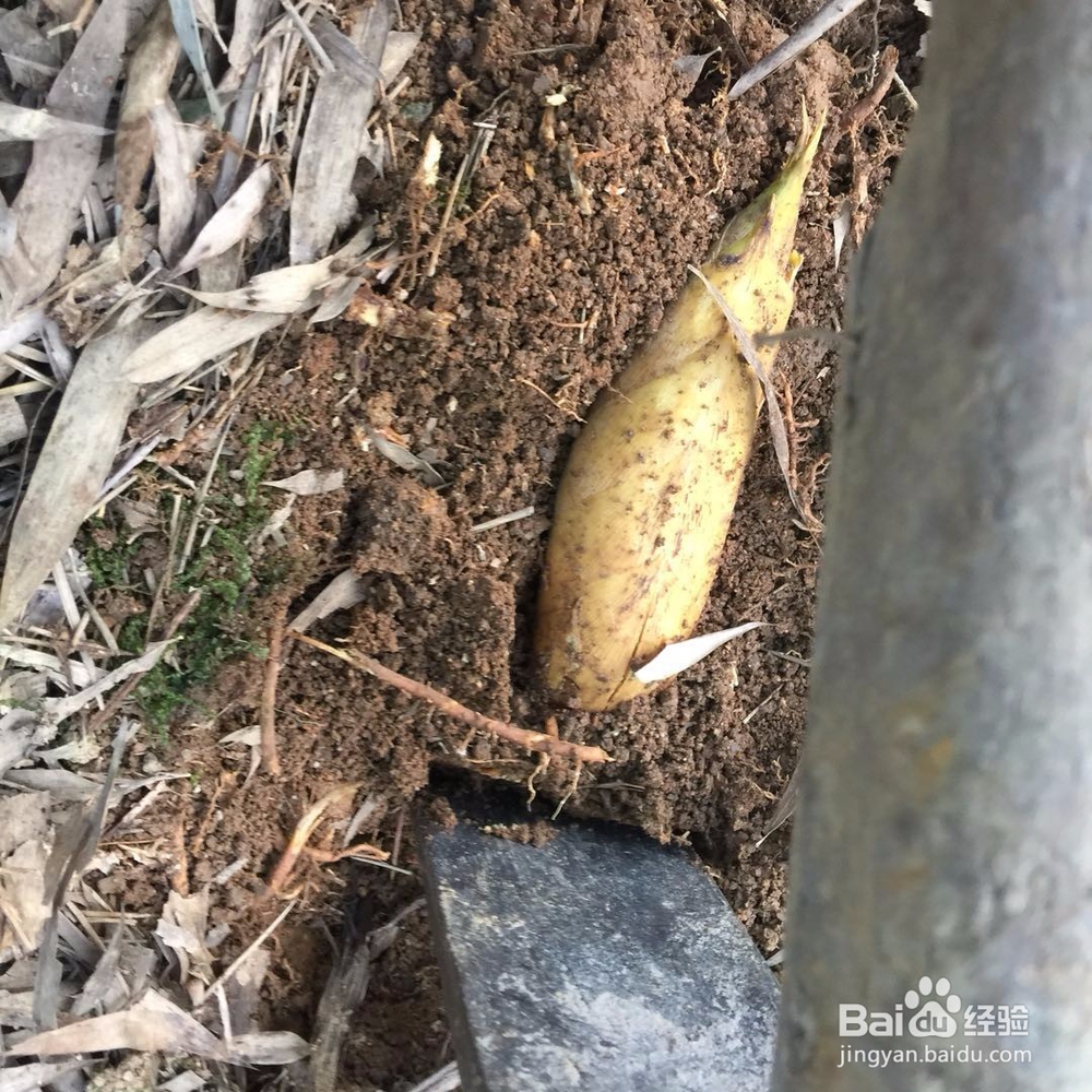 挖冬笋的要领