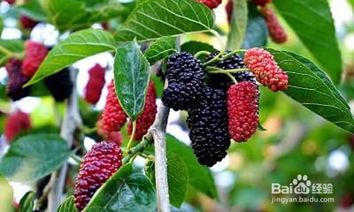 桑树什么时间嫁接？桑树嫁接方法有哪些？