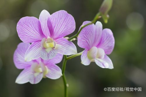 赞美花开的漂亮的句子(赞美花开的漂亮的句子古诗)