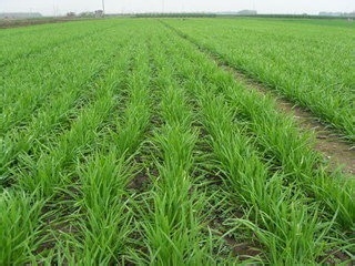 每天吃这些,什么美容和保健品都不用了(五)