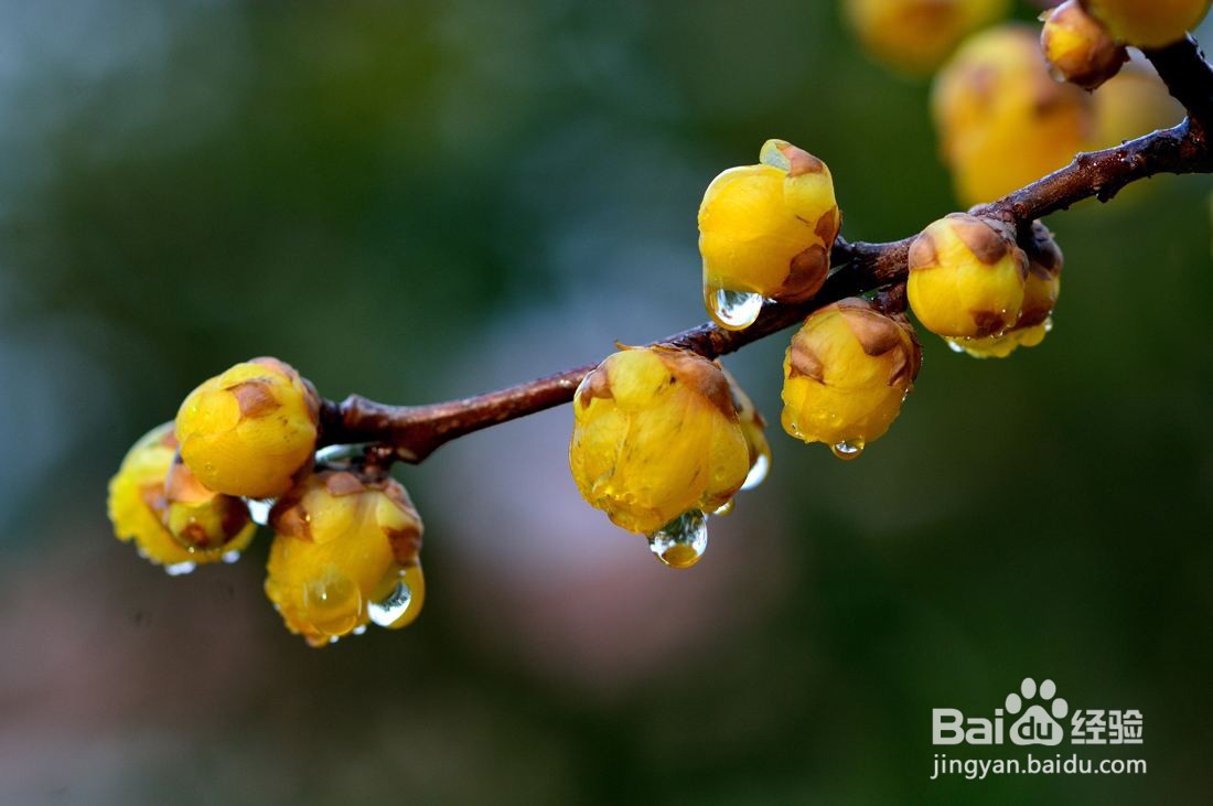 腊梅怎么修剪图解