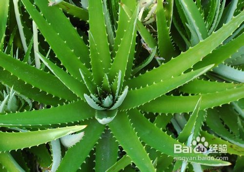 如何自制爽肤水，怎么自制爽肤水？