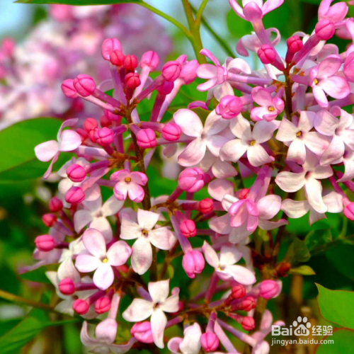 丁香花该如何养殖?