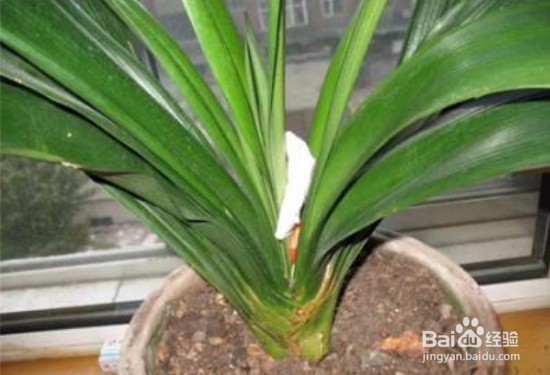 君子兰黄斑病怎么处理