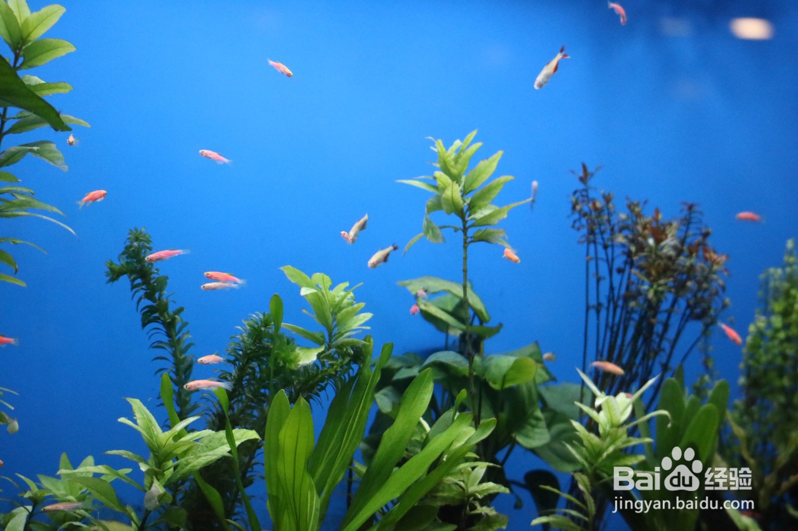 如何建立起稳定的草缸生态系统？