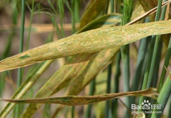 小麦条锈病防治方法