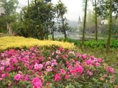 重庆最美的风景