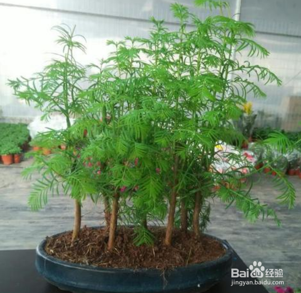 水杉盆景的养殖方法