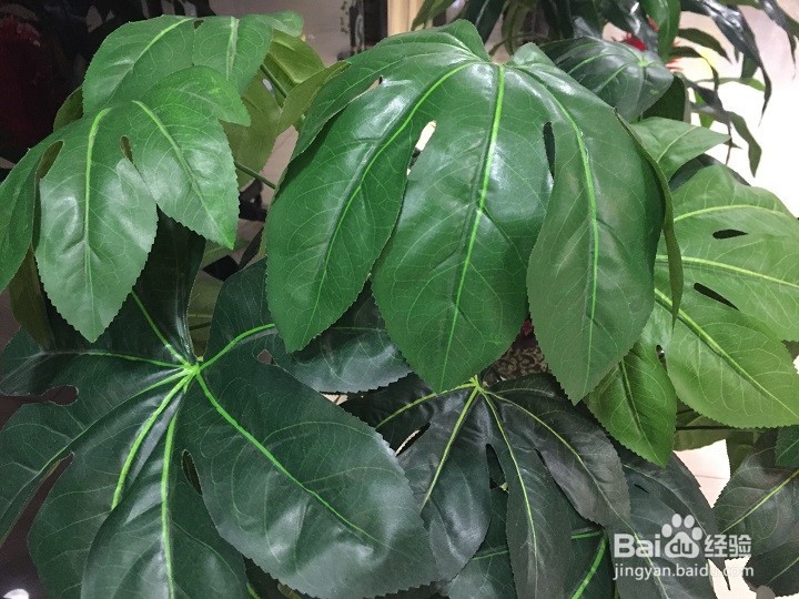 装饰的绿叶是假的怎样辨别