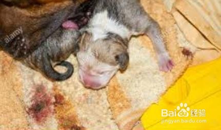 狗狗下崽后怎么照顾