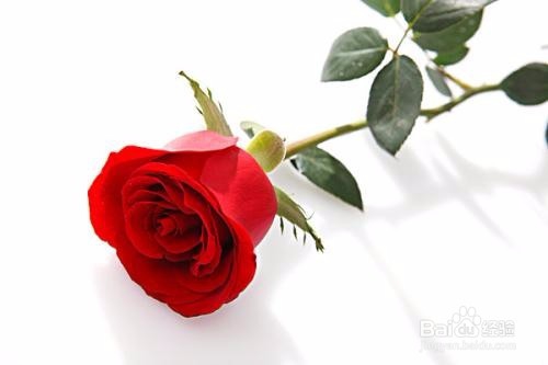 玫瑰花如何水培生根