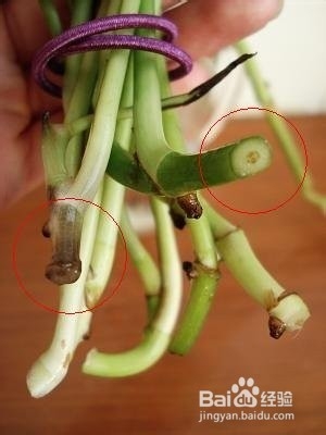 生活小常识——水培绿萝的方法