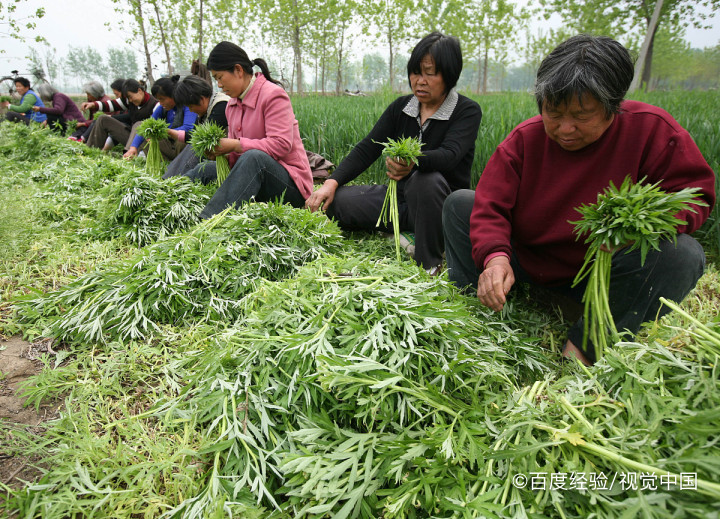 婴幼儿能吃芦蒿吗
