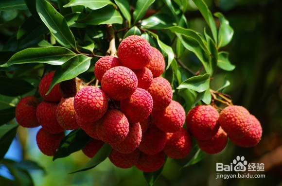 怎样挑选好的荔枝