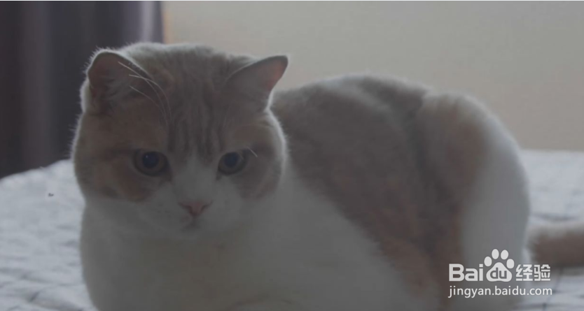 猫毛处理小妙招