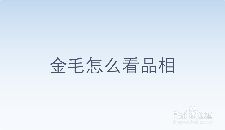 <b>金毛怎么看品相</b>