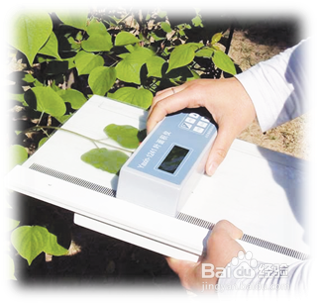 如何测定虫洞叶片面积？