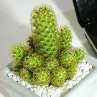 仙人掌类植物夜晚吸碳吐氧之谜