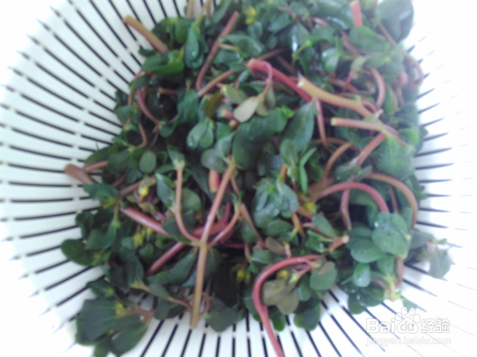 这样素炒马齿苋，超好吃