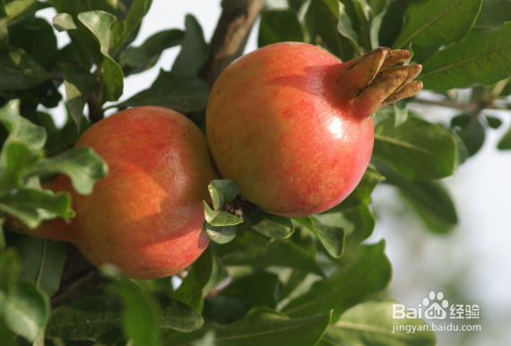 石榴嫁接时间和嫁接方法有哪些?