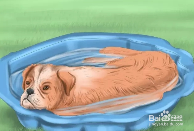 夏季狗狗中暑怎么办？如何预防？