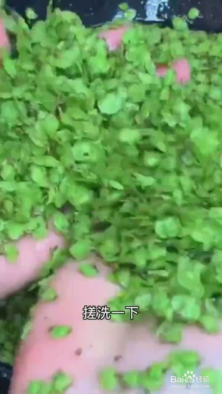 如何制作蒸榆钱