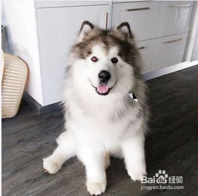 喂，铲屎的！你家狗有话对你说！