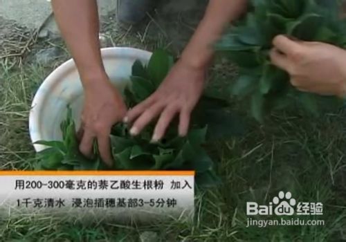 如何扦插桂花苗？