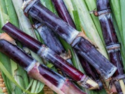 冬天小孩吃什么水果好