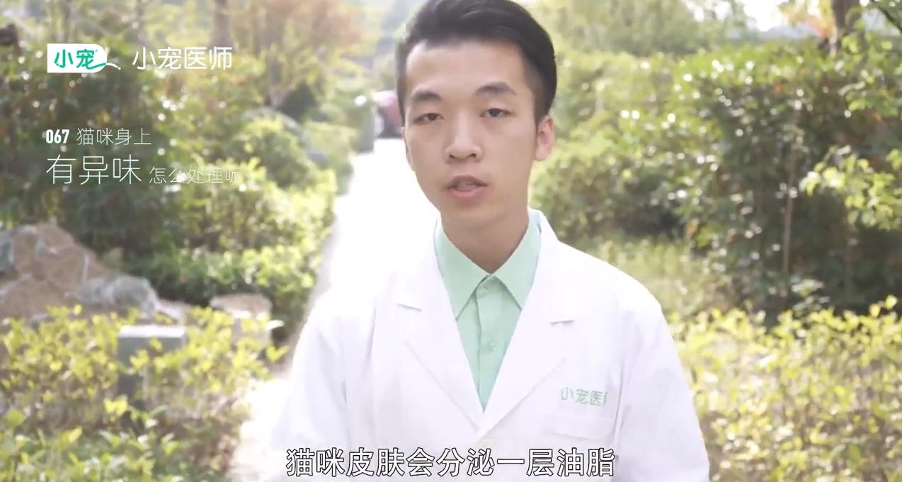 猫咪身上有异味怎么处理