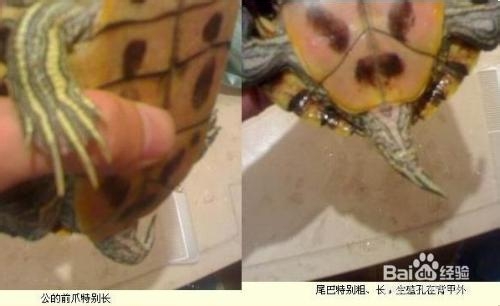怎样分辨出乌龟是雌是雄？