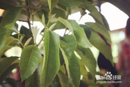 白兰花叶子下垂怎么办