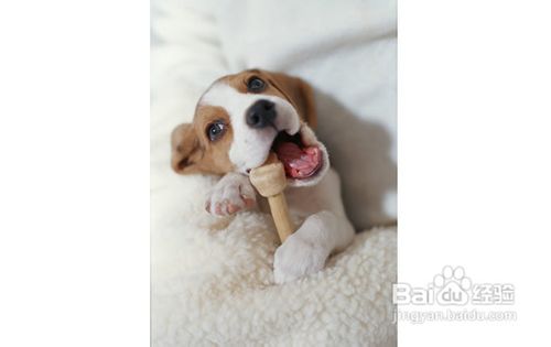 狗狗发烧的症状及治疗经验分享