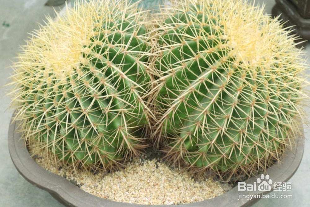 仙人掌与仙人球